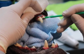 sellado dental antibacteriano salud periodontal veterizonia