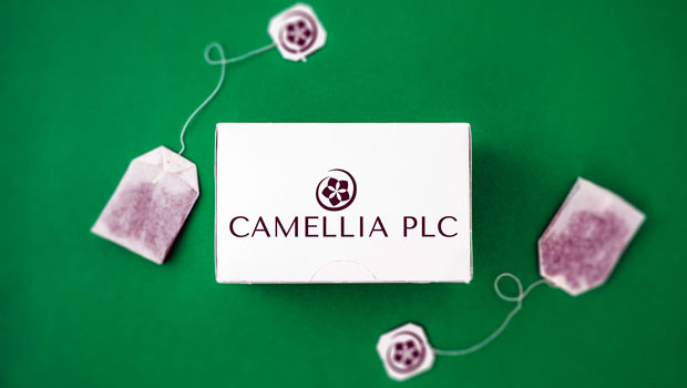 dl camellia aim agriculture farming investment fruit tea growing logo 2