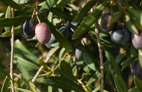 ep archivo   campos de olivos en las sierras andaluzas