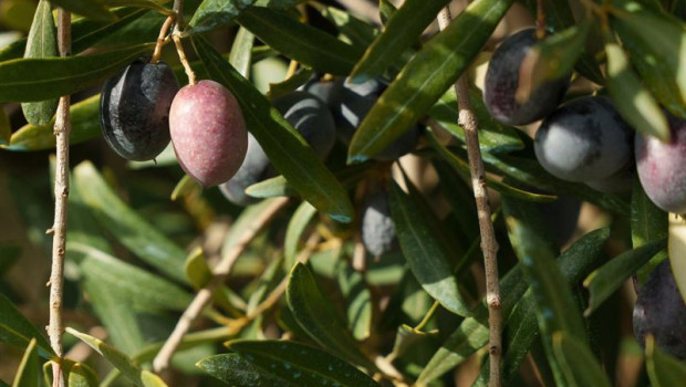 ep archivo   campos de olivos en las sierras andaluzas