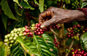 ep archivo los cultivos de cafe se reduciran a la mitad en 2050 si no se evita el impacto del ep archivo los cultivos de cafe se reduciran a la mitad en 2050 si no se evita el impacto del