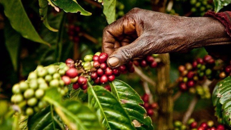 ep archivo   los cultivos de cafe se reduciran a la mitad en 2050 si no se evita el impacto del