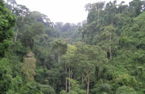 ep bosque tropical de guinea ecuatorial uno de los lugares en el que crecen los clado daniellia