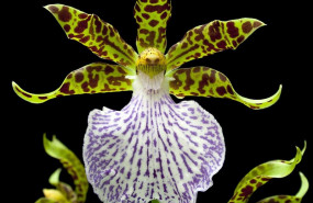 ep coleccionorquideas zygopetalum mackaii