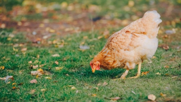 ep gallina