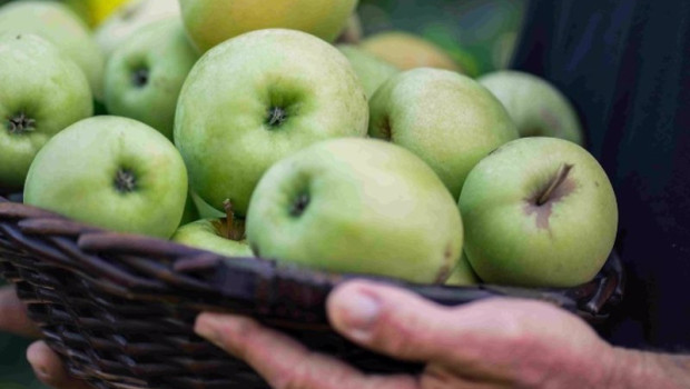 ep lidl preve adquirir 34000 toneladas de manzanas y peras espanolas en 2023 un 35 mas que hace