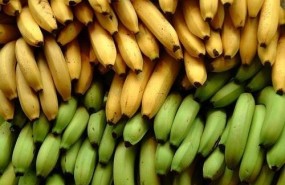 ep platano