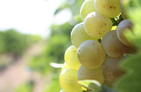 ep uva de bodegas maetierra