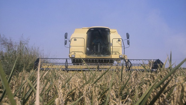 ep archivo siega de arroz en la albufera 20260213194303 ep archivo siega de arroz en la albufera 20260213194303