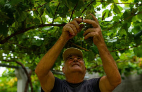 ep archivo   una persona recoge uvas de una parra durante la epoca de vendimia