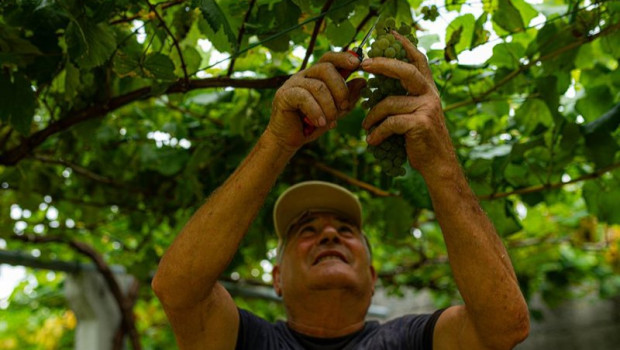 ep archivo   una persona recoge uvas de una parra durante la epoca de vendimia