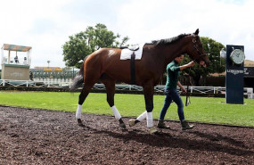 ep caballo en el derby de kentucky