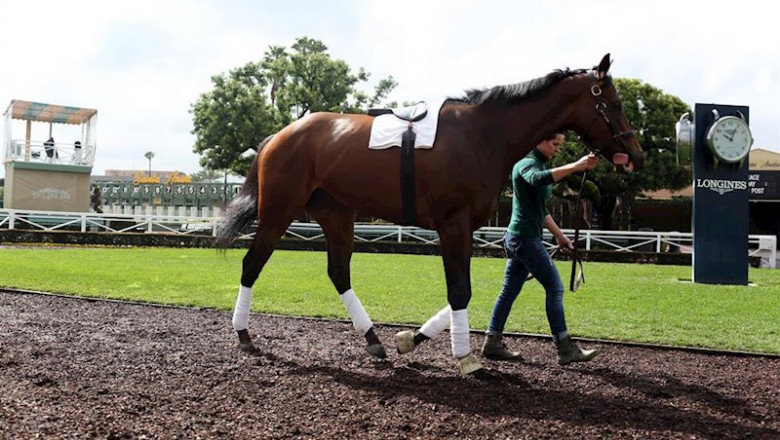 ep caballo en el derby de kentucky ep caballo en el derby de kentucky