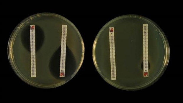 ep inhibicioncrecimiento bacterianoproducenantibioticos