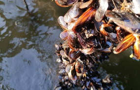 ep mejillones 20260226165104