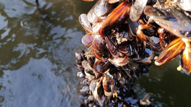 ep mejillones 20260226165104