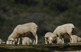 ep ovejas pastando en el campo