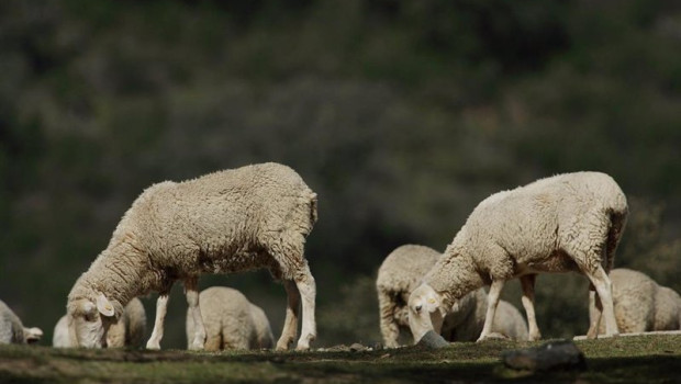 ep ovejas pastando en el campo