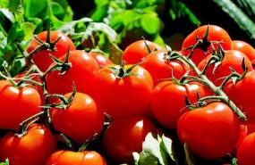 ep tomates