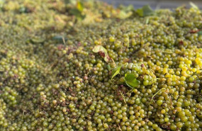 ep uvas 20250829171403