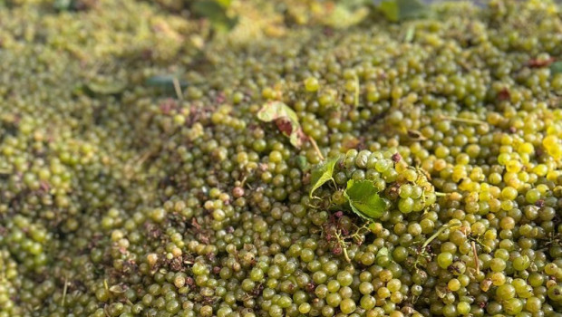 ep uvas 20250829171403
