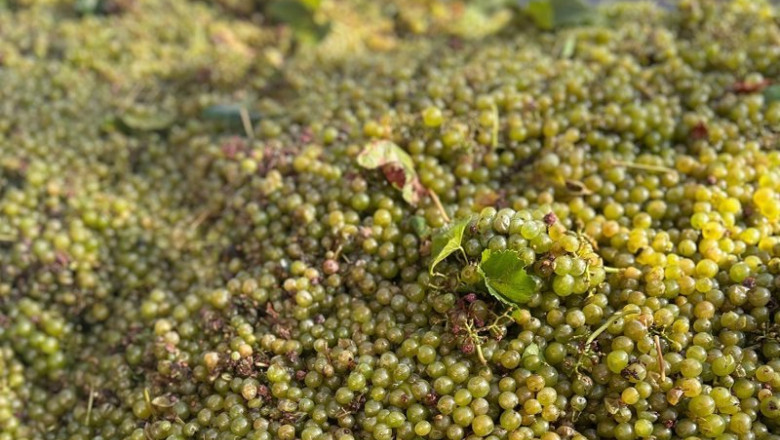 ep uvas 20250829171403