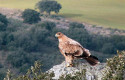 ep aguila imperial iberica ep aguila imperial iberica