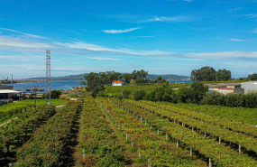 ep archivo   vinedo de la bodega