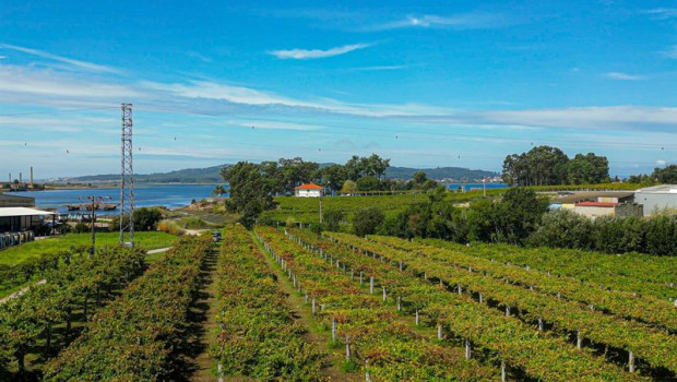 ep archivo   vinedo de la bodega