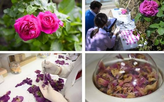 ep cientificos del csic han seleccionado y mejorado una rosa antigua asturiana que han bautizado con ep cientificos del csic han seleccionado y mejorado una rosa antigua asturiana que han bautizado con