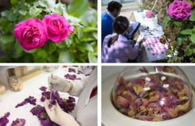 ep cientificos del csic han seleccionado y mejorado una rosa antigua asturiana que han bautizado con
