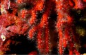 ep coral rojo ep coral rojo