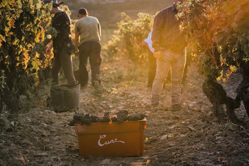 ep cvne preve una cosecha de alta calidad para imperial vina real y contino en rioja pero mas escasa