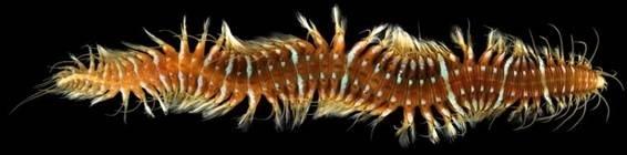 Imagen de un ejemplar de Oxydromus flexuosus | ARNE NYGREN ep imagenun ejemplaroxydromus flexuosus
