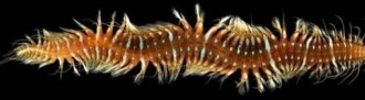 ep imagenun ejemplaroxydromus flexuosus