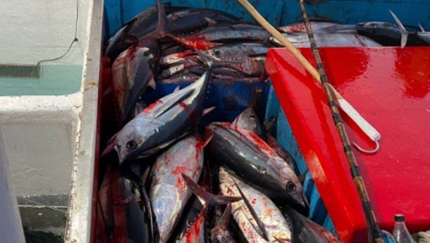 ep pesca de bonito