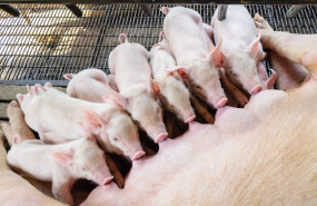 mesa de trabajo 1 100