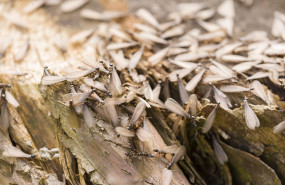 ejemplares de termitas aladas 20250424112655 