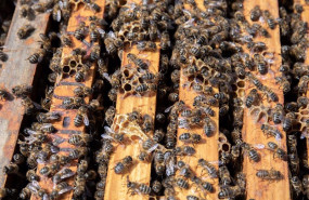 ep archivo   colmena con abejas