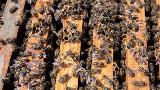 ep archivo   colmena con abejas