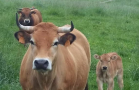 ep archivo vacas 20230529100303 ep archivo vacas 20230529100303