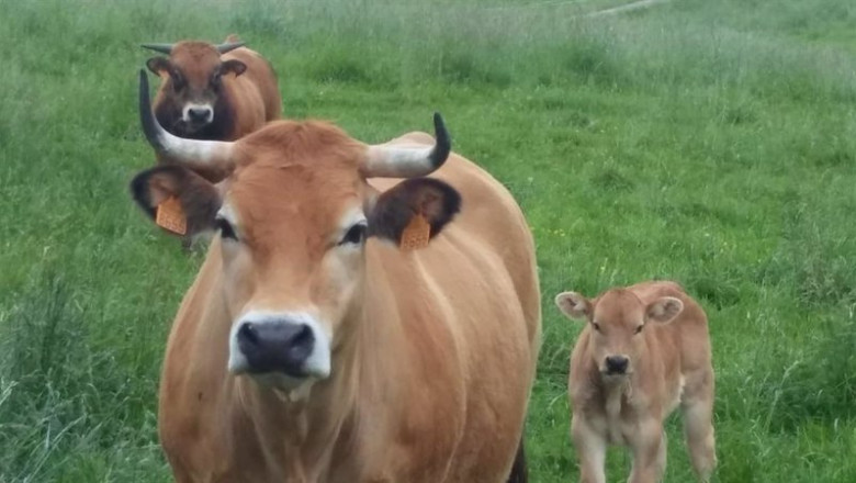ep archivo vacas 20230529100303 ep archivo vacas 20230529100303