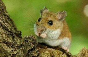ep ejemplarraton silvestre peromyscus leucopus