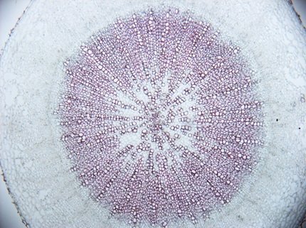 ep identifican un mecanismo genetico que regula la formacion de la madera en las plantas ep identifican un mecanismo genetico que regula la formacion de la madera en las plantas