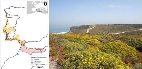 Investigadores del MNCN documentan la evolución de especies Stauracanthus | MNCN-CSIC/SERGIO CHOZAS ep investigadoresmncn documentanevolucionespecies stauracanthus
