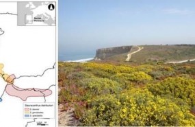 ep investigadoresmncn documentanevolucionespecies stauracanthus