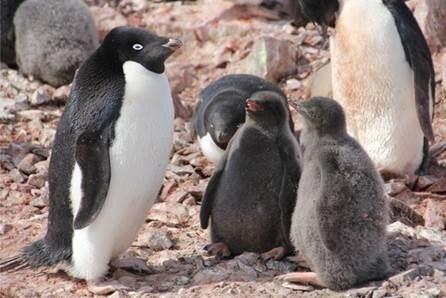 ep pinguinosadelia
