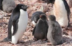 ep pinguinosadelia
