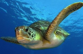 ep tortuga
