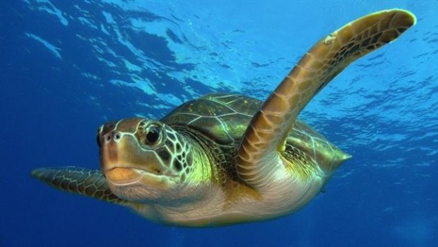 ep tortuga
